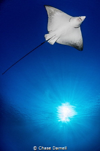 "Shooting for the Sky"
This Eagle Ray was begging to hav... by Chase Darnell 